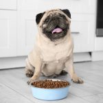 Guide pour bien choisir vos croquettes pour chien