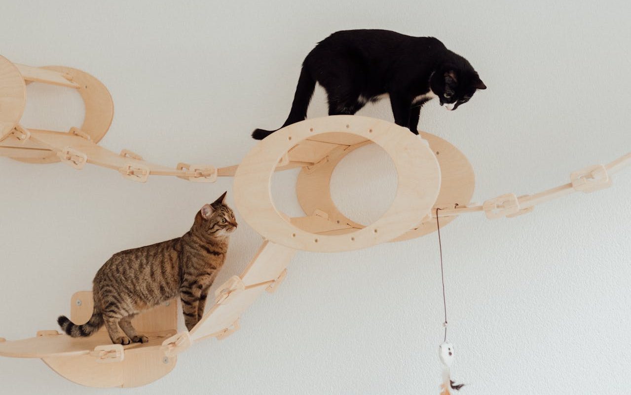 jouets pour chats