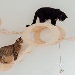 jouets pour chats