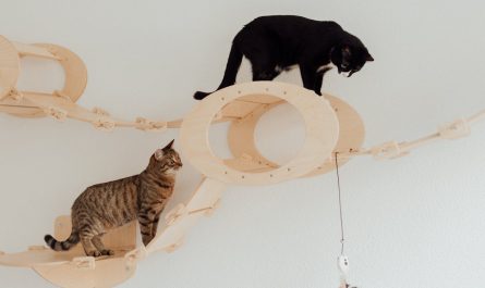 jouets pour chats