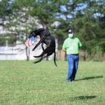 Chiens et sports canins