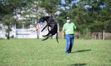 Chiens et sports canins