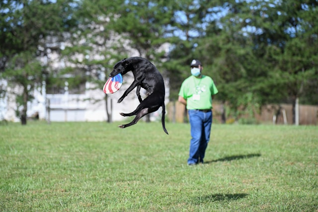 Chiens et sports canins : guide pour choisir l’activité idéale